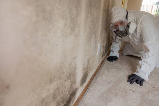 Why You Should Choose Our Mold Remediation Services in Mount Vernon, WA